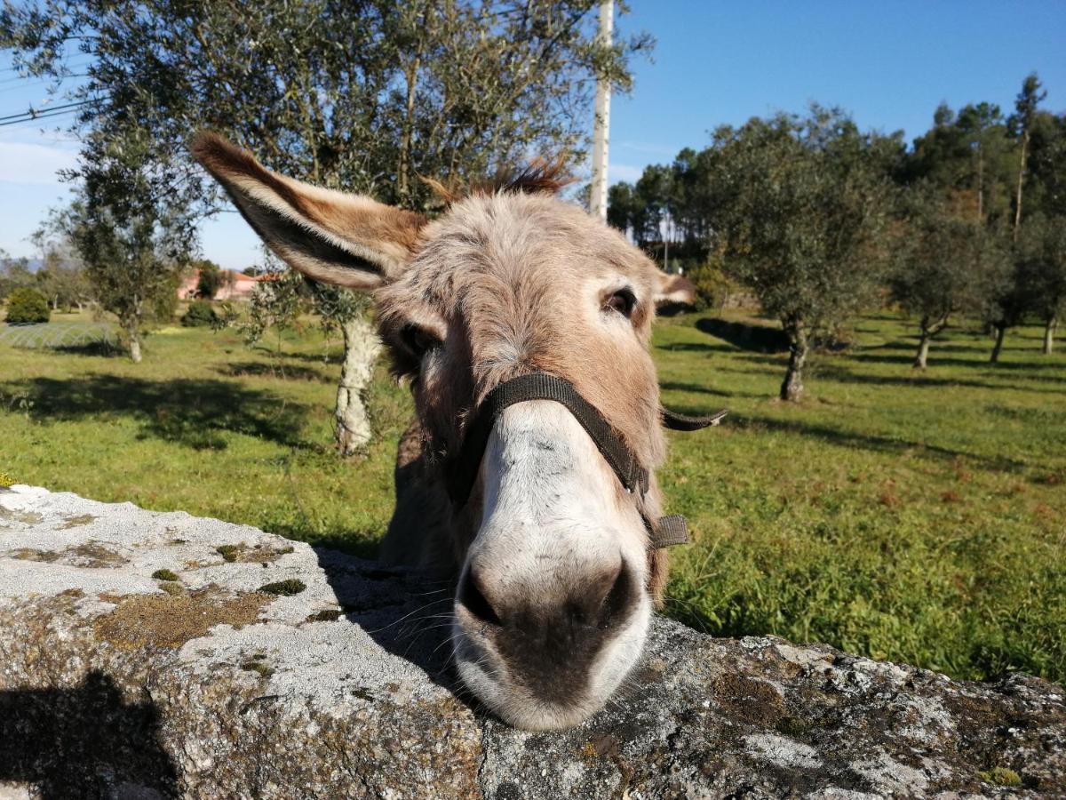 הוילה אמרנטה Quinta Do Santinho מראה חיצוני תמונה